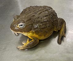 アフリカウシガエル