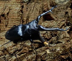 ギラファノコギリクワガタ