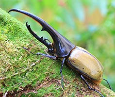 ヘラクレスオオカブト