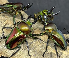 ニジイロクワガタ