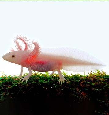 ウーパールーパー