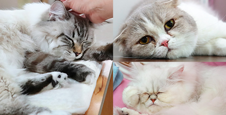 チャンピオンキャットカフェ