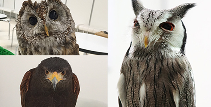 フクロウカフェ