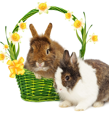 ジャージーウーリー