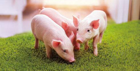 ぶたさんふれあいコーナー