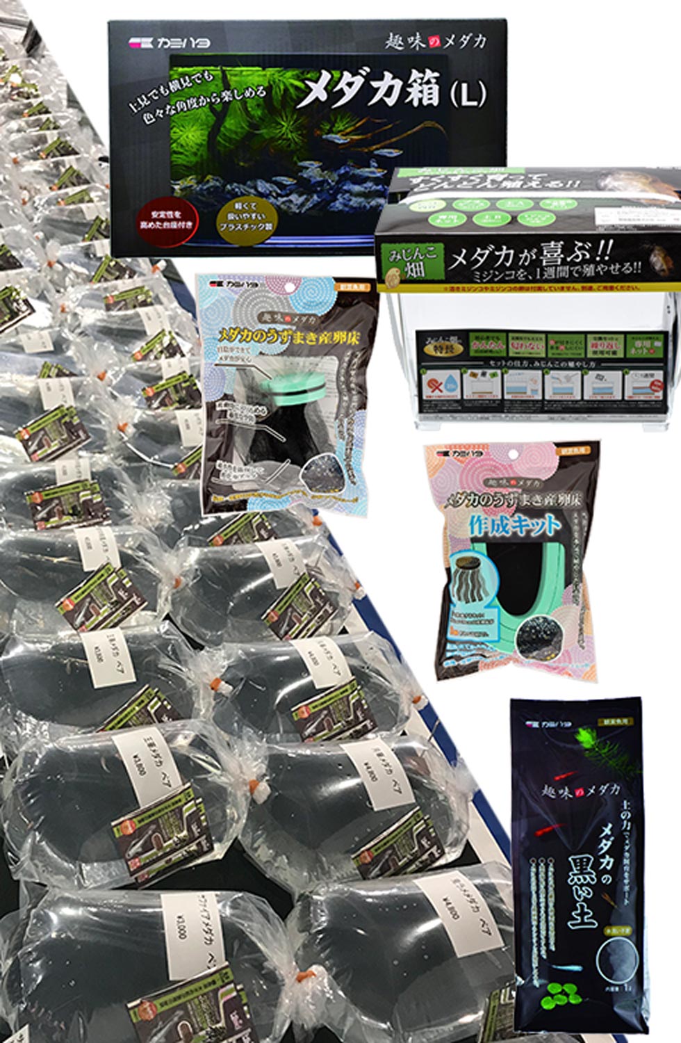 メダカ販売コーナー