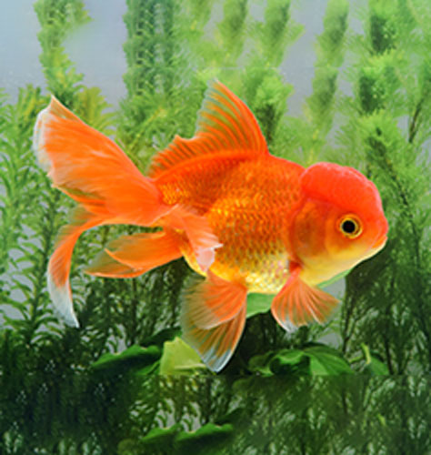 オランダシシガシラ