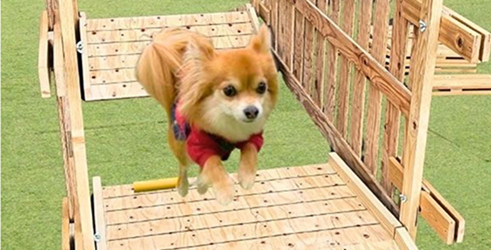 ドッグスポーツ広場