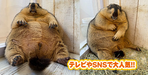マーモットがやってくる!