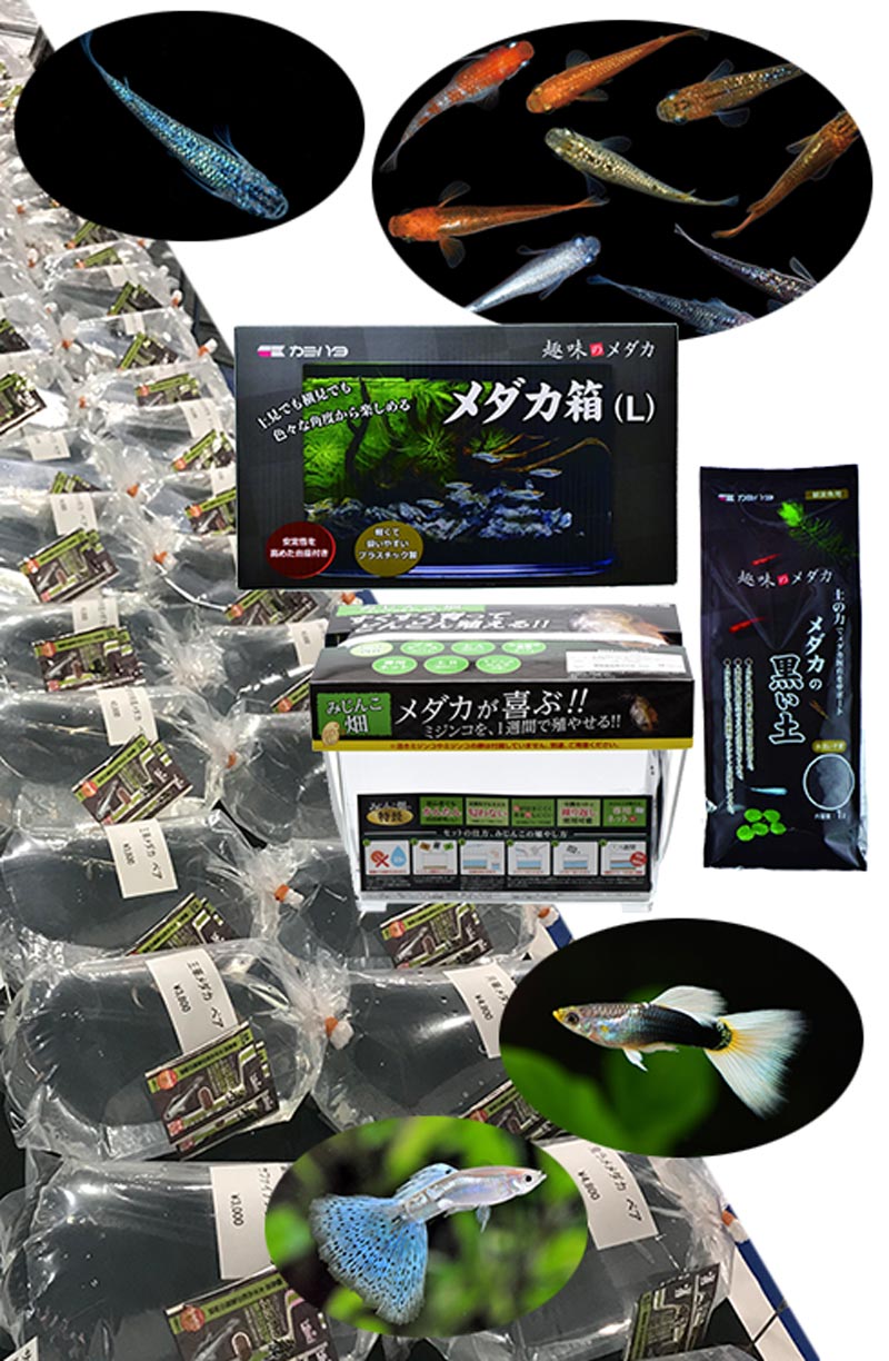 メダカ・グッピー 生体・飼育用品即売会