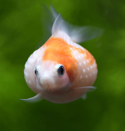 ピンポンパール