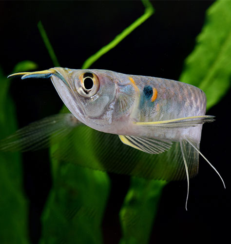 シルバーアロワナ