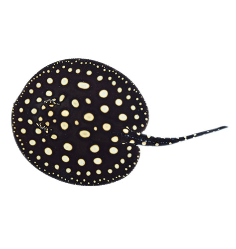 アマゾン淡水エイ