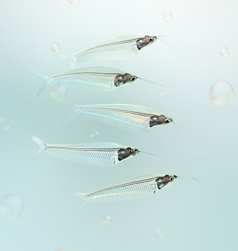 グラスキャット