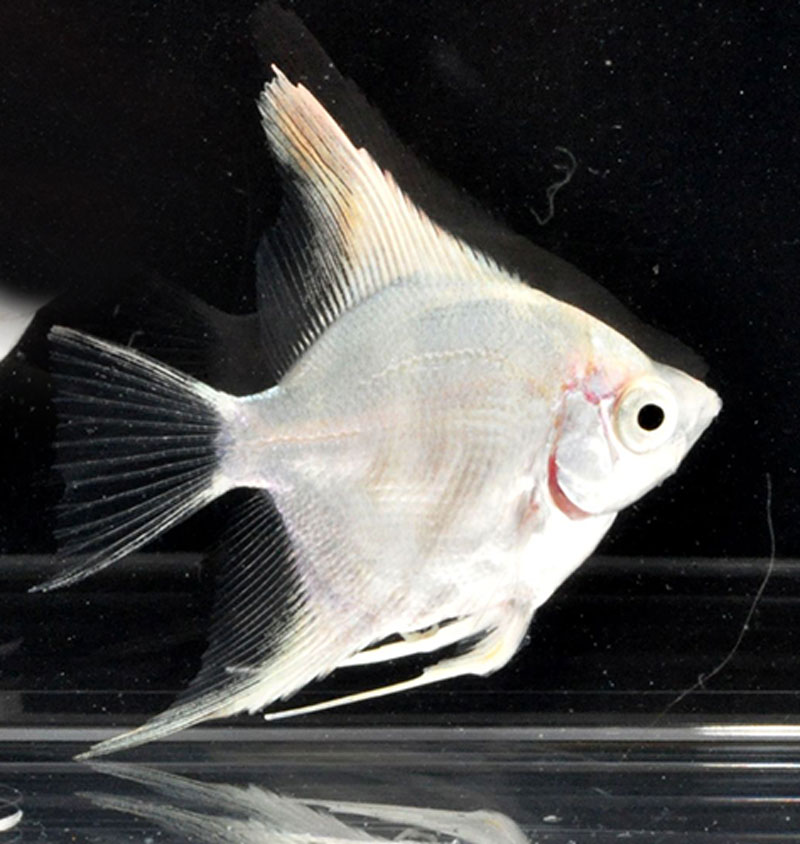 プラチナホワイトエンゼル